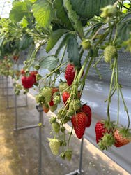 Strawberry Farm シャインベリーに投稿された画像(2026/2/23)