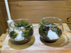 Terrariums メトロ・エム後楽園店に投稿された画像(2026/2/24)