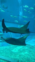 沖縄美ら海水族館に投稿された画像(2026/2/24)