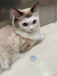 Cat Café MOFF コクーンシティさいたま新都心店に投稿された画像(2026/2/24)