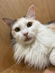 Cat Café MOFF コクーンシティさいたま新都心店に投稿された画像(2026/2/24)