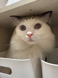 Cat Café MOFF コクーンシティさいたま新都心店に投稿された画像(2026/2/24)