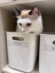 Cat Café MOFF コクーンシティさいたま新都心店に投稿された画像(2026/2/24)