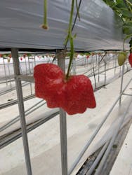 株式会社こまち野に投稿された画像(2026/2/25)