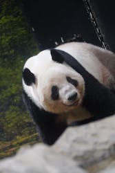 恩賜上野動物園に投稿された画像(2026/2/25)