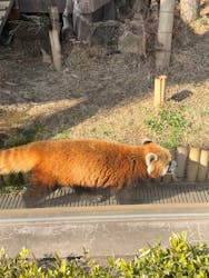 恩賜上野動物園に投稿された画像(2026/2/25)