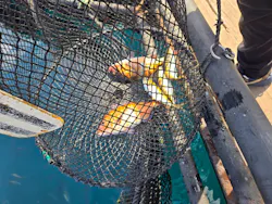 海上釣り 堀太公望に投稿された画像(2026/2/26)