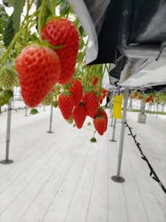 strawberry lab ~farmlab ikaho factory~に投稿された画像(2026/2/26)