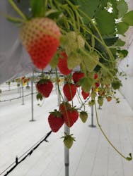 strawberry lab ~farmlab ikaho factory~に投稿された画像(2026/2/26)