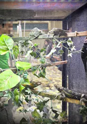 レプタイルズフィーバー 2026 Winter に投稿された画像(2026/2/27)