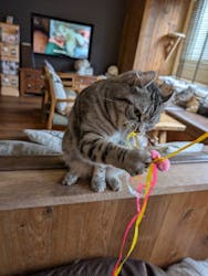 猫カフェモカ 池袋東口店に投稿された画像(2026/2/28)