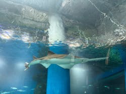 マクセル アクアパーク品川に投稿された画像(2026/2/28)