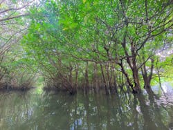 石垣島 ADVENTURE PiPi(イシガキジマアドベンチャーピピ)に投稿された画像(2026/2/28)