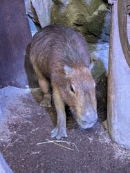 カワスイ 川崎⽔族館に投稿された画像(2026/2/28)
