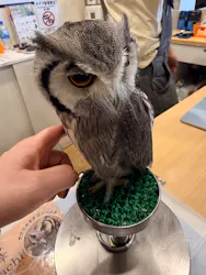 カワウソカフェ®️HARRY浅草店に投稿された画像(2026/2/28)