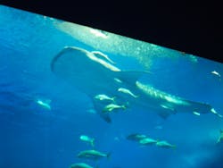 沖縄美ら海水族館に投稿された画像(2026/2/28)