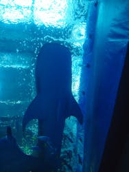 沖縄美ら海水族館に投稿された画像(2026/2/28)