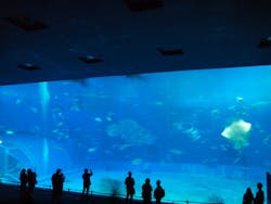 沖縄美ら海水族館に投稿された画像(2026/2/28)