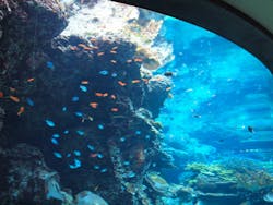 沖縄美ら海水族館に投稿された画像(2026/2/28)