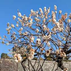 元離宮二条城に投稿された画像(2026/2/28)