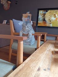 猫カフェモカ 池袋東口店に投稿された画像(2026/3/1)