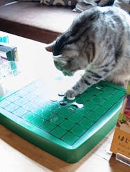 猫カフェモカ 池袋東口店に投稿された画像(2026/3/1)