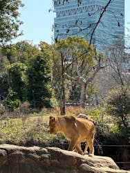 天王寺動物園に投稿された画像(2026/3/1)