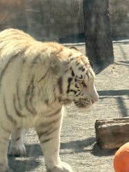 東武動物公園に投稿された画像(2026/3/1)