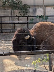 恩賜上野動物園に投稿された画像(2026/3/1)