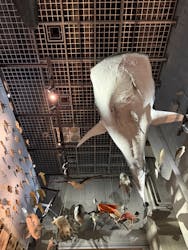 国立科学博物館に投稿された画像(2026/3/1)