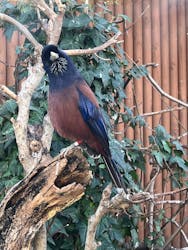 恩賜上野動物園に投稿された画像(2026/3/1)