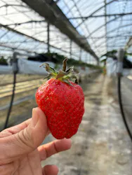 いちごICHIJYU FRUIT FARMに投稿された画像(2026/3/1)