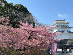 小田原城に投稿された画像(2026/3/1)