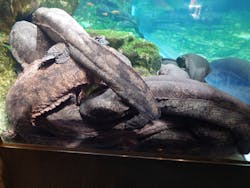 京都水族館に投稿された画像(2026/3/2)