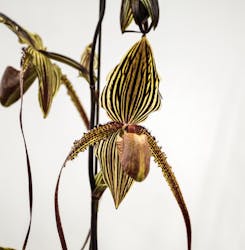 世界らん展2026-花と緑の祭典-に投稿された画像(2026/3/2)