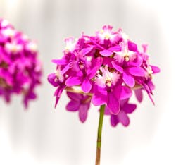 世界らん展2026-花と緑の祭典-に投稿された画像(2026/3/2)