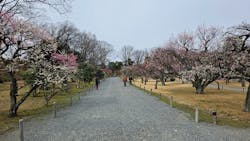 元離宮二条城に投稿された画像(2026/3/2)