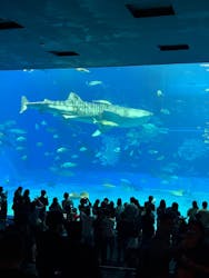 沖縄美ら海水族館に投稿された画像(2026/3/2)