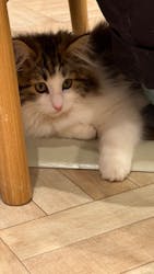 猫カフェモカ イオンモール羽生店に投稿された画像(2026/3/3)