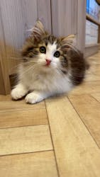 猫カフェモカ イオンモール羽生店に投稿された画像(2026/3/3)