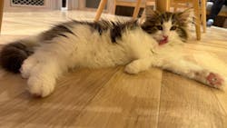 猫カフェモカ イオンモール羽生店に投稿された画像(2026/3/3)