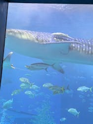 沖縄美ら海水族館に投稿された画像(2026/3/3)