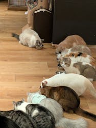 猫カフェモカ 池袋東口店に投稿された画像(2026/3/4)