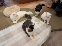 猫カフェモカ 池袋東口店に投稿された画像(2026/3/4)