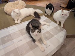 猫カフェモカ 池袋東口店に投稿された画像(2026/3/4)