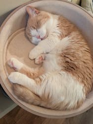 猫カフェモカ 池袋東口店に投稿された画像(2026/3/4)