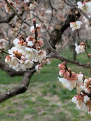 偕楽園本園に投稿された画像(2026/3/4)