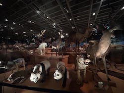 国立科学博物館に投稿された画像(2026/3/4)