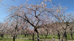 偕楽園本園に投稿された画像(2026/3/5)