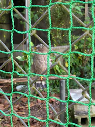 石垣やいま村に投稿された画像(2026/3/5)